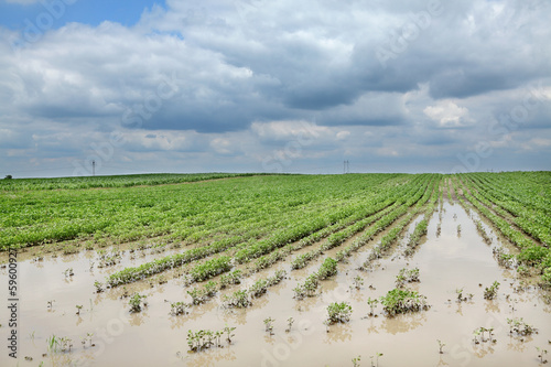 Agriculture, flooded soy field in spring, natural disaster