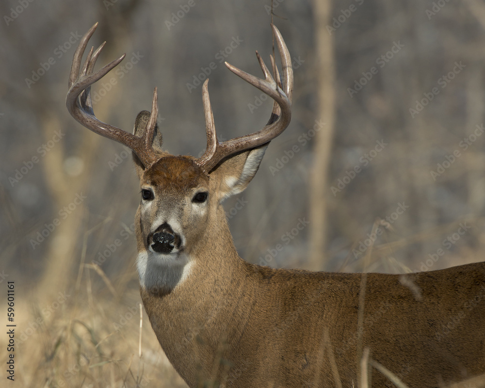 Naklejka premium Big Buck