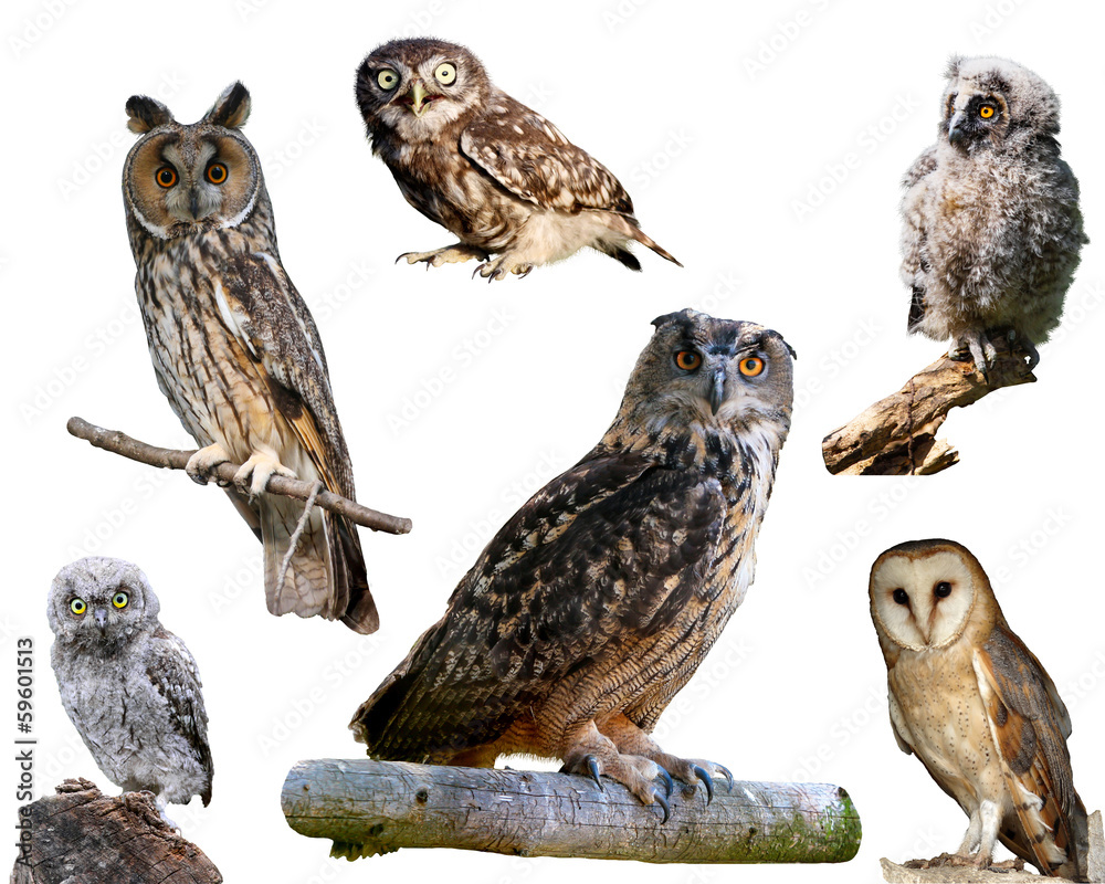 Obraz premium European owls isolated on white