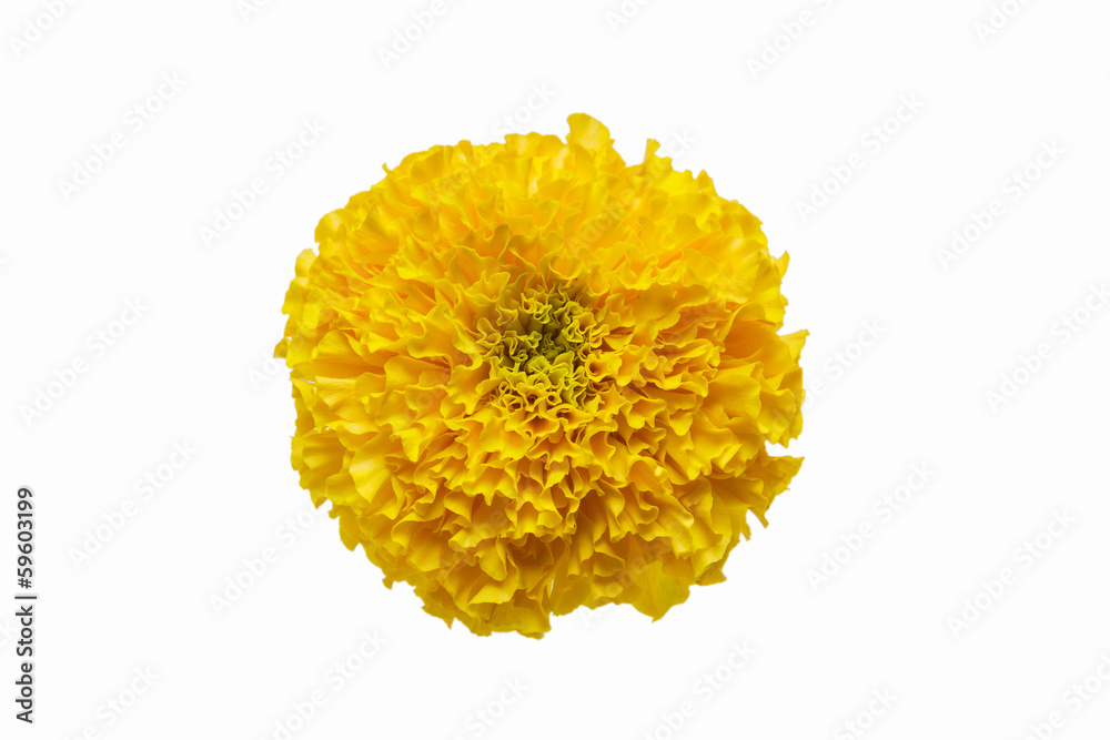 Marigold flower on a white background Marigold flower on a white background