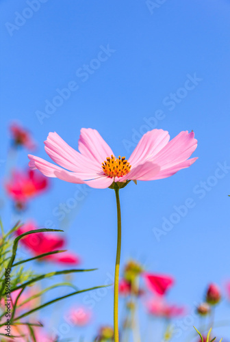 Beautiful flowers cosmos on softly blurred background © kaewphoto