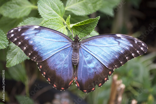 blue morpho butterfly photo