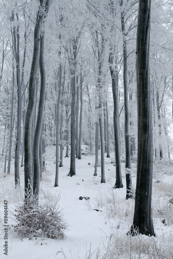 Misty Beech Forest in the Winter