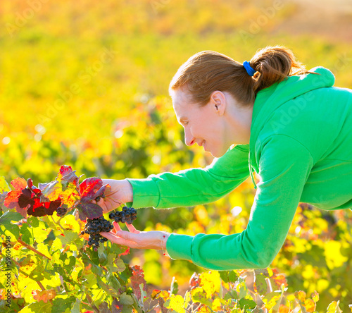 Farmer woman in vineyard harvest autumn in mediterranean photo