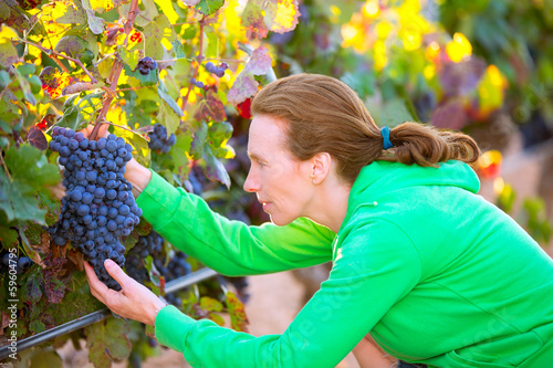 Farmer woman in vineyard harvest autumn in mediterranean photo