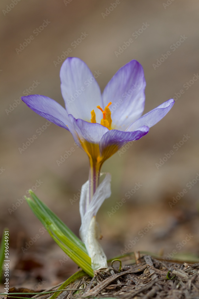 closeup spring flower closeup spring flower
