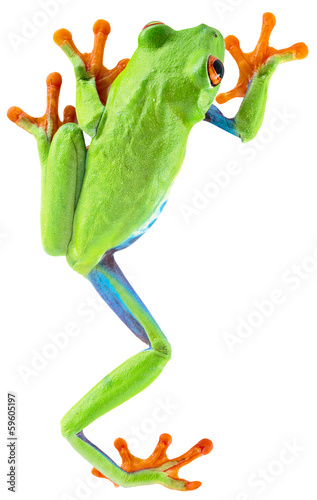 Tableau sur toile red eyed tree frog