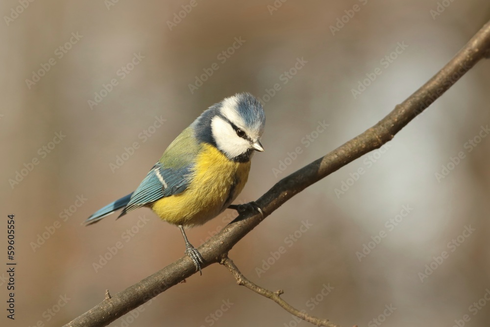 Blue tit - Parus caeruleus looks down while standing on a twig Blue tit - Parus caeruleus looks down while standing on a twig