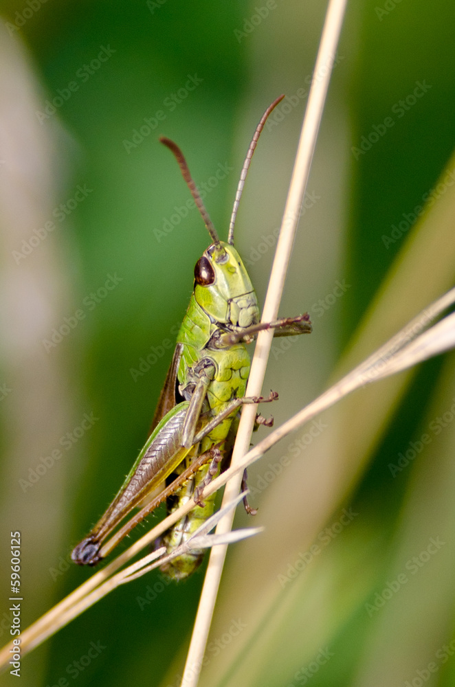 Grasshopper posing Grasshopper posing