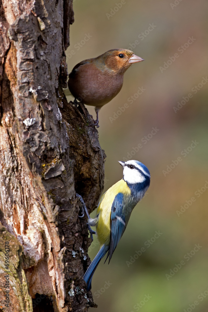 Fototapeta premium Buchfink und Blaumeise