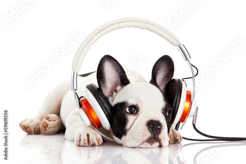 dog listening to music with headphones isolated on white backgro