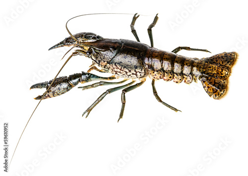 crayfish isolated on a white background