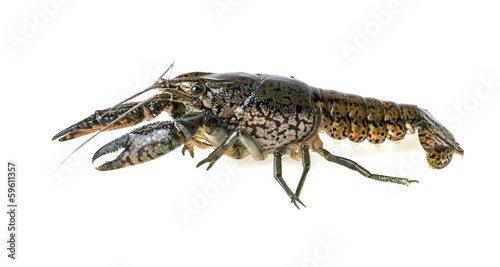 crayfish isolated on a white background