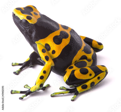 yellow poison dart frog