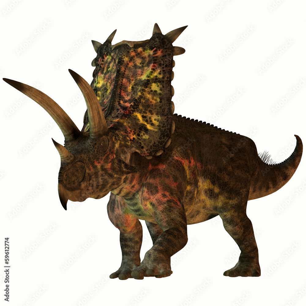 Fototapeta premium Pentaceratops on White