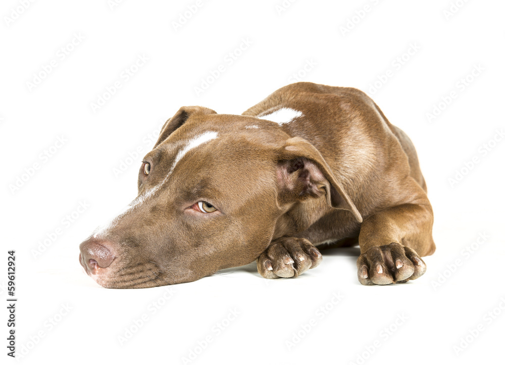 Lazy Dog Isolated on White