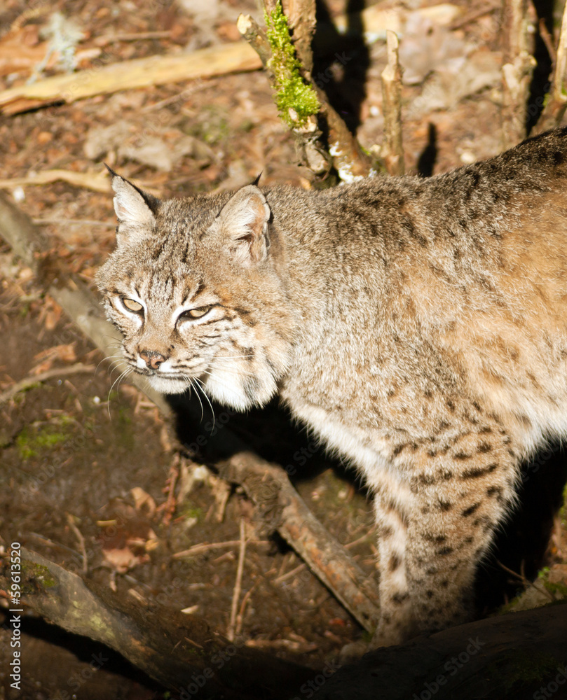 Wild Animal Bobcat Walking Stalking Through Woods Wild Animal Bobcat Walking Stalking Through Woods