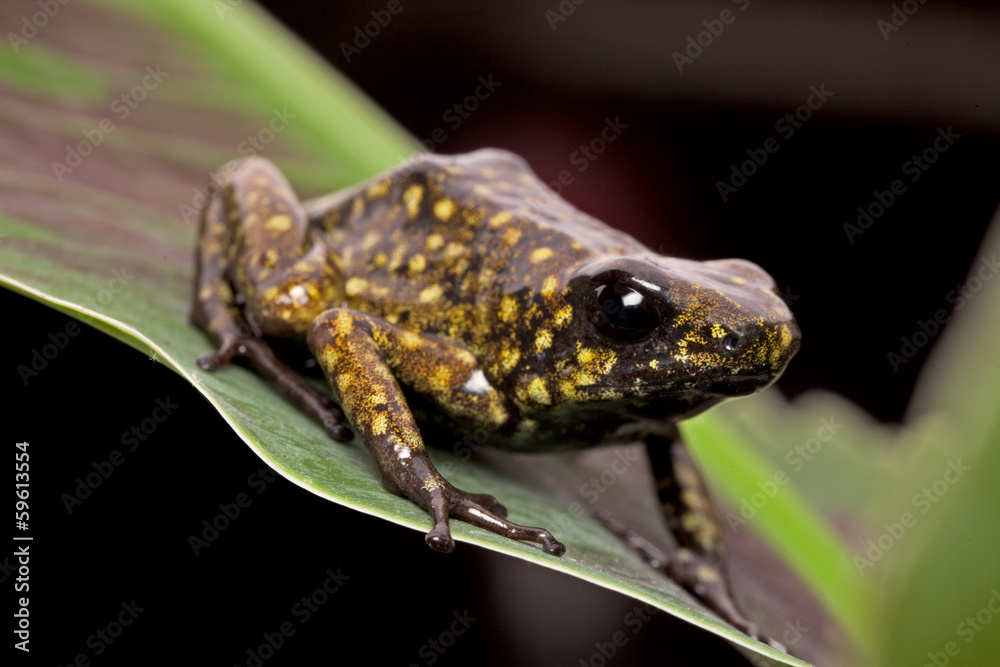 Obraz premium poison arrow frog Peruvian Amazon