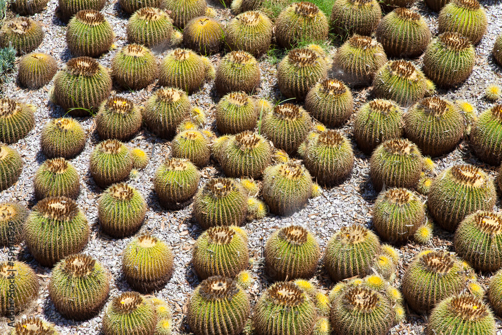 Cactus Garden Cactus Garden