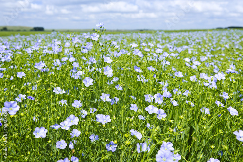 Blooming flax field photo