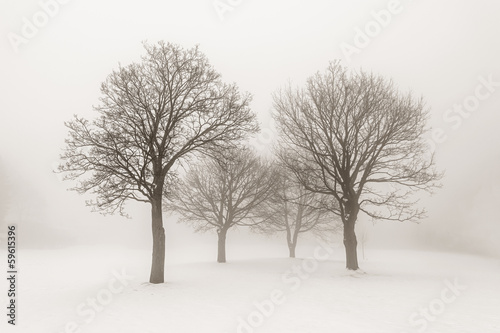 Winter trees in fog photo