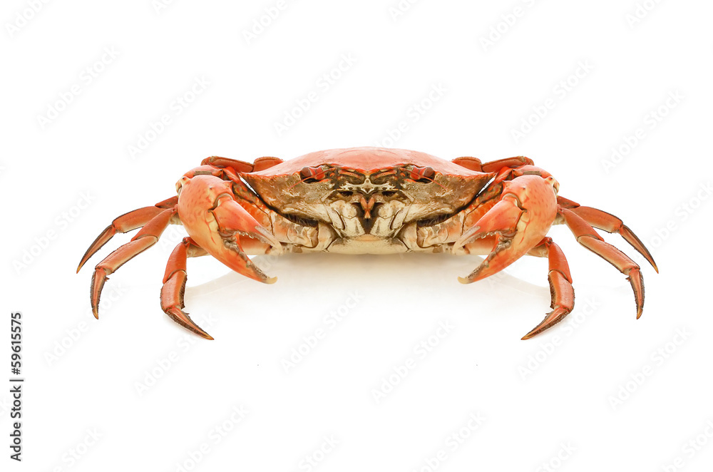 boil crab boil crab