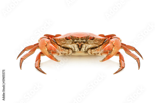 boil crab
