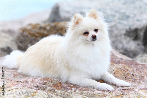 White pomeranian dog sitting on the rock © leungchopan