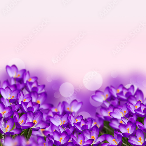 Postcard with fresh flowers crocus and empty place for your te