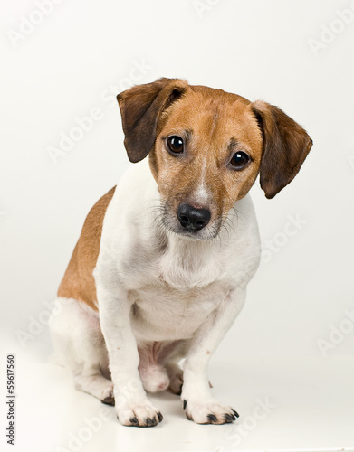 Jack Russell