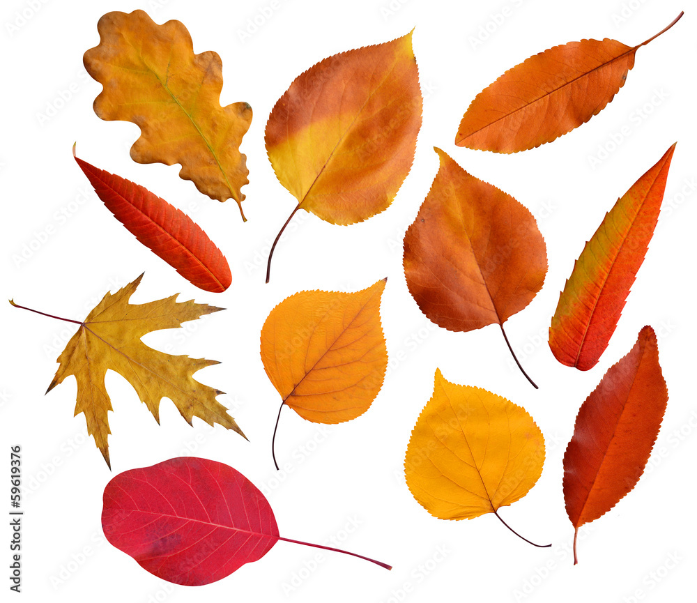 Fototapeta premium tree leaves