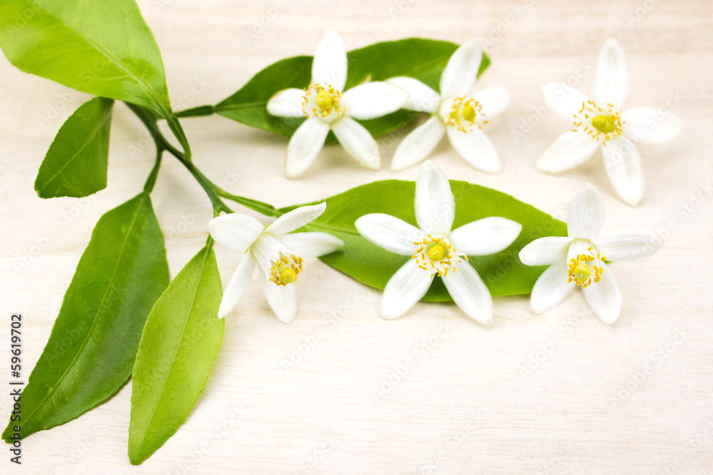 Naklejka premium 甘夏みかんの花