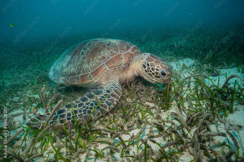 Obraz premium 食事中のアオウミガメ