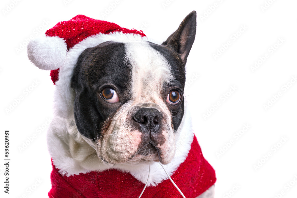 French bulldog in santa costume for Christmas over white