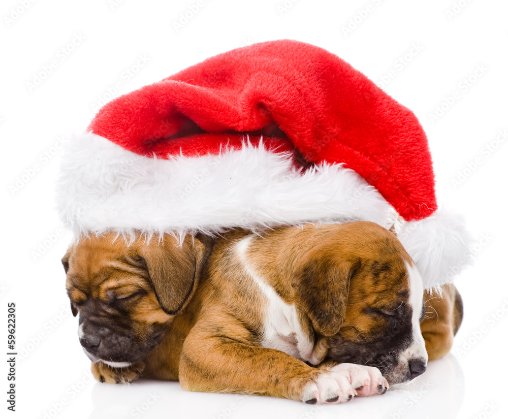 two cute puppy with santa hat. isolated on wite background