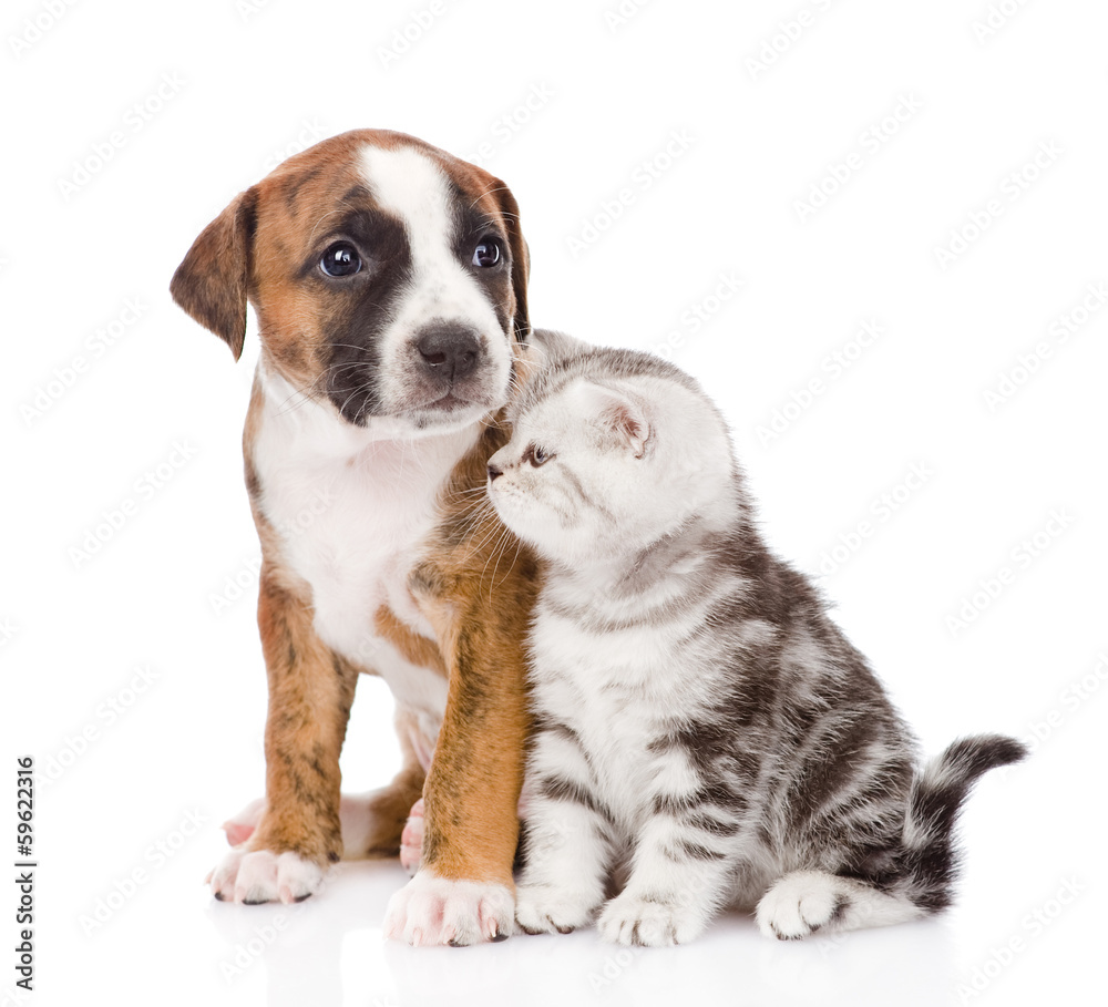 Scottish kitten and puppy looking away. isolated on white 