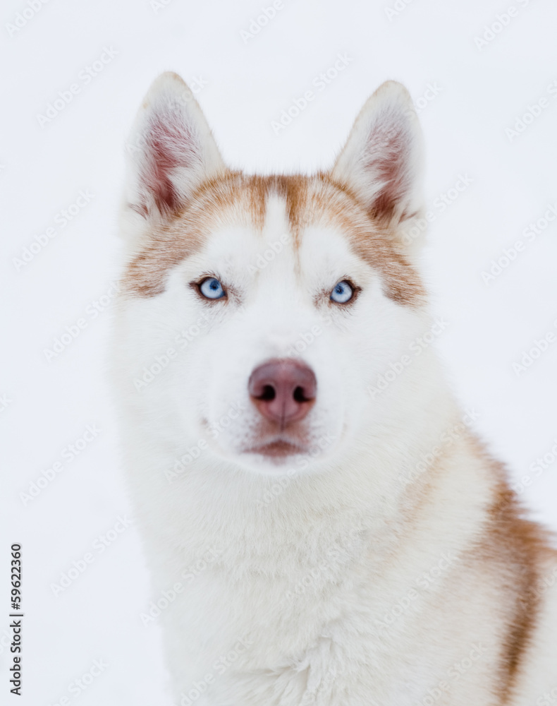 Husky portrait Husky portrait