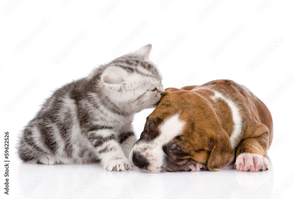 kitten kissing puppy. isolated on white background