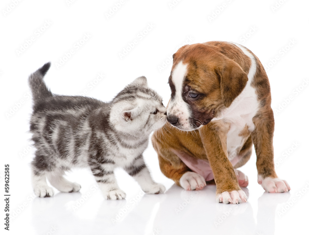 kitten sniffing puppy. isolated on white background