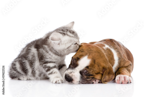 kitten kissing puppy. isolated on white background © Ermolaev Alexandr