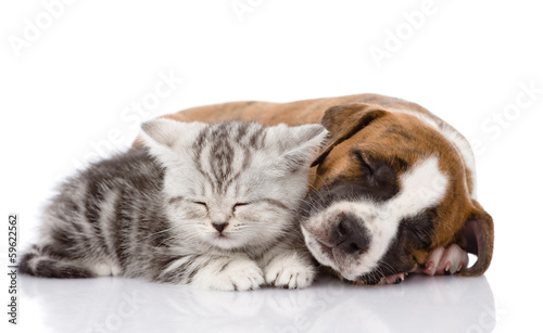 Scottish kitten and puppy sleeping together. isolated on white 