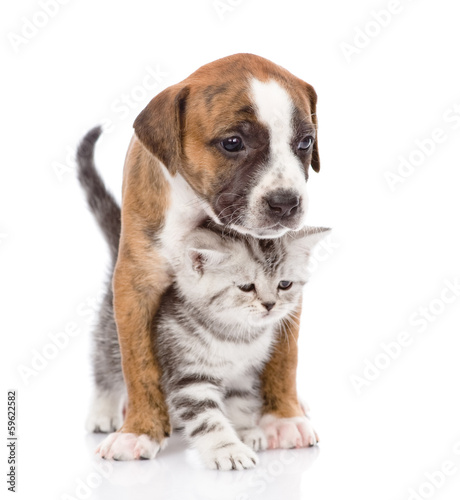 Scottish kitten and puppy together. isolated on white background