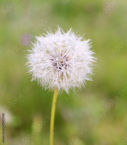 Single dandelion