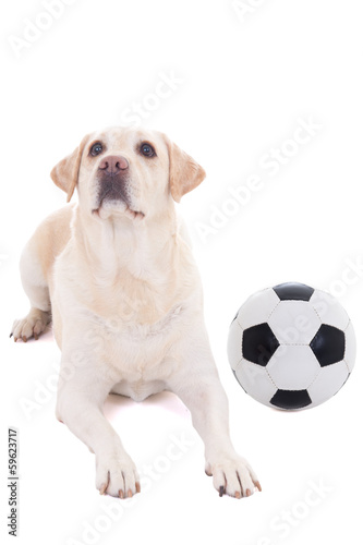 dog lying with soccer ball isolated on white