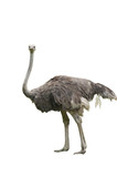 A Beautiful Female Ostrich Isolated on White