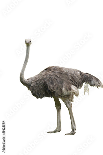 A Beautiful Female Ostrich Isolated on White
