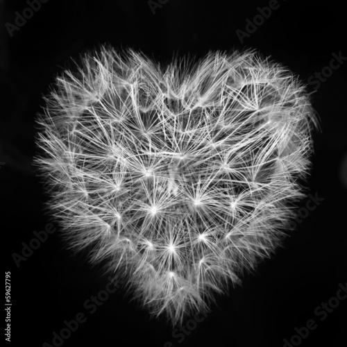 heart of a dandelion, the day of St. Valentine love