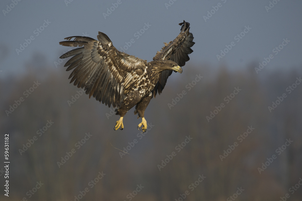 Obraz premium pygargue à queue blanche