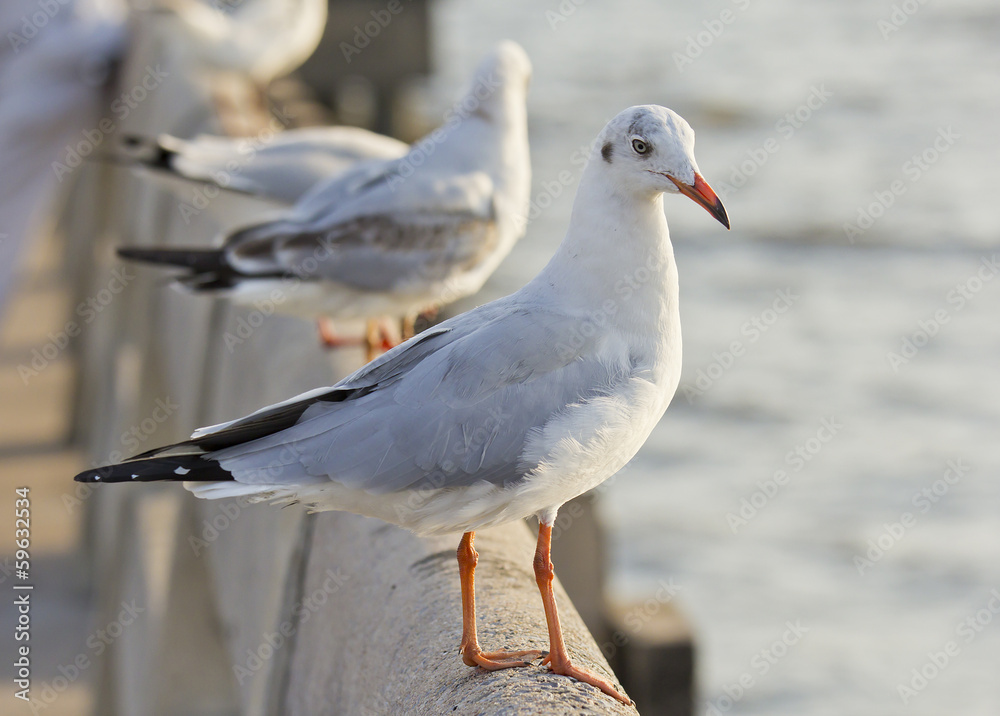 Seagull Seagull