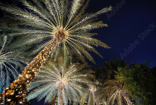 palm trees decorated with Christmas garland night